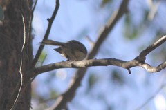 Rhipidura albiscapa