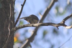 Rhipidura albiscapa
