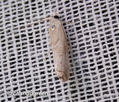 Culladia hastiferalis