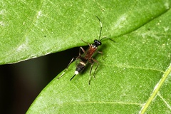 Goryphus basilaris