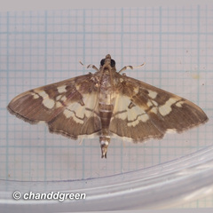 Uresiphita quinquigera