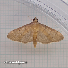 Herpetogramma rudis