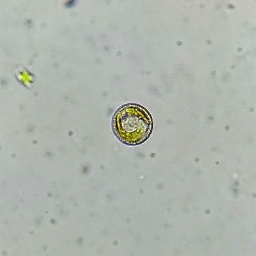 Hymenomonas