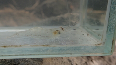 Leptocarpus potamiscus