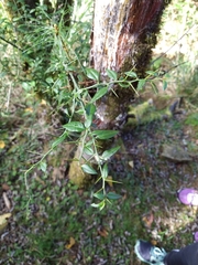 Prinsepia scandens