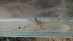 Macrobrachium nipponense