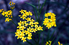 Senecio linearifolius linearifolius