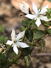 Orianthera serpyllifolia