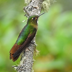 Tyrian Metaltail photo 4