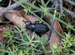Talaurinus laevicollis