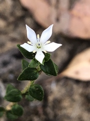 Orianthera serpyllifolia