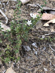 Orianthera serpyllifolia