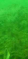 Forsterygion maryannae