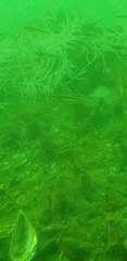 Forsterygion maryannae