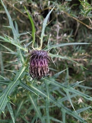 Cirsium tatakaense
