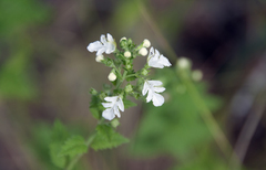 Teucrium corymbosum