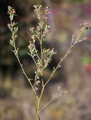 Crocanthemum bicknellii