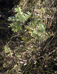 Tephrosia virginiana