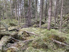 Crossocalyx hellerianus