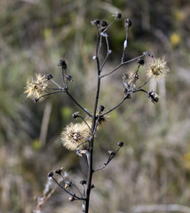 Hieracium longipilum