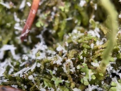 Crossocalyx hellerianus