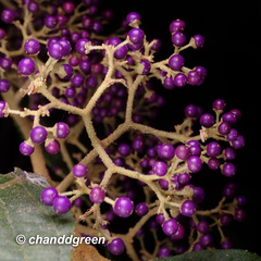Callicarpa rubella