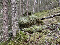 Crossocalyx hellerianus