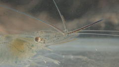 Palaemon orientis
