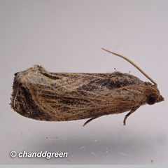 Cryptophlebia repletana