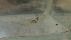 Leptocarpus potamiscus