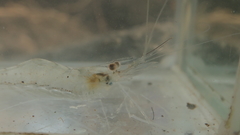 Leptocarpus potamiscus