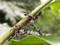 Camponotus singularis