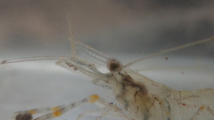 Macrobrachium nipponense