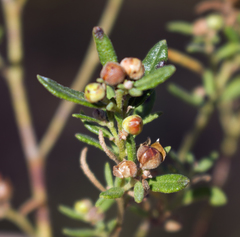 Crocanthemum bicknellii