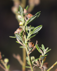 Crocanthemum bicknellii