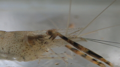 Macrobrachium equidens