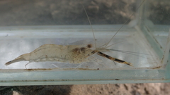 Macrobrachium equidens