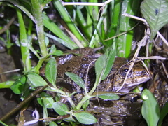 Fejervarya cancrivora