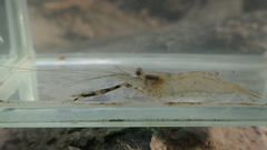 Macrobrachium equidens