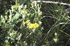 Hibbertia crinita