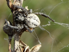 Stegodyphus lineatus