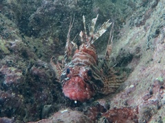 Pterois mombasae