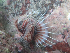 Pterois mombasae