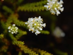 Selago ramosissima