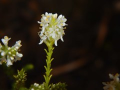 Selago ramosissima