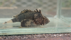 Goblinfish photo 4