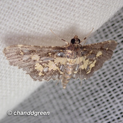 Eurrhyparodes bracteolalis