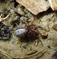 Stemonyphantes lineatus