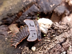 Platerodrilus ruficollis