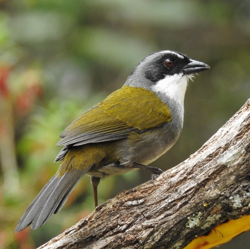 Grey-browed Brushfinch (Arremon assimilis), photo 3